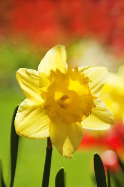 Uma Única Flor Narciso Brilha Contra Glória Mais Sutil Seus — Fotografia de Stock