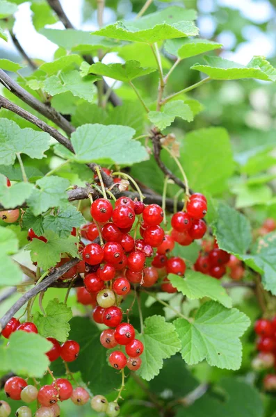 Närbild Frukter Selektiv Fokusering — Stockfoto