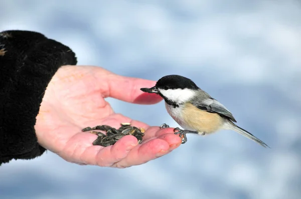 Czarny Capped Chickadee Wznosi Się Rękę Materiału Siewnego Ptaków — Zdjęcie stockowe