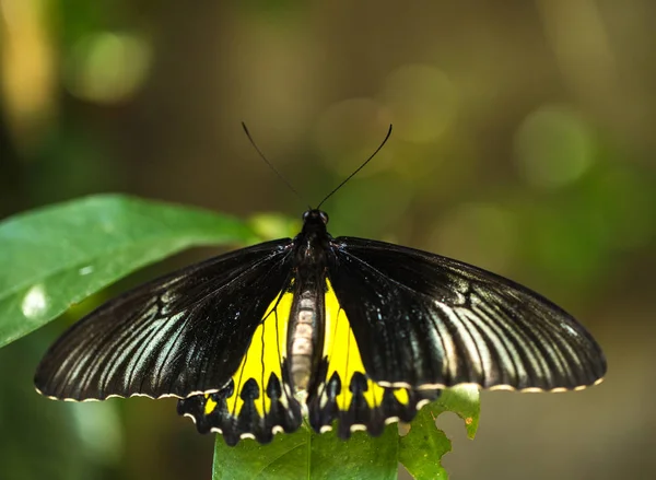 Όμορφη Πολύχρωμη Πεταλούδα Μπαλί Ινδονησία — Φωτογραφία Αρχείου