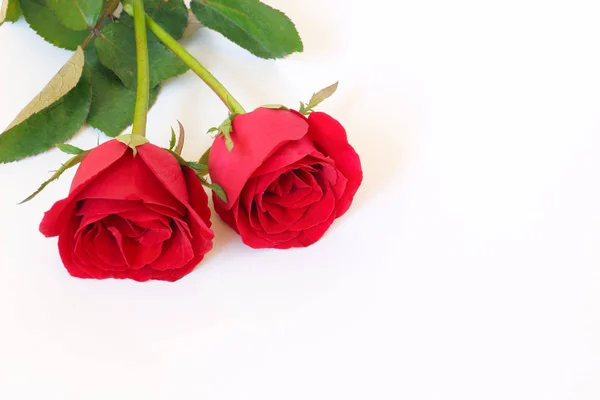 Dwie Czerwone Róże Białym Tle Miejsca Tekst — Zdjęcie stockowe