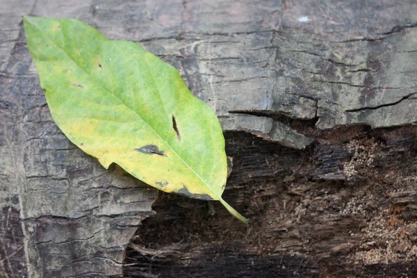 背景樹皮葉緑のマンゴーの葉 — ストック写真