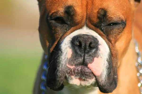 Porträt Eines Boxerwelpen Freien Einem Park — Stockfoto