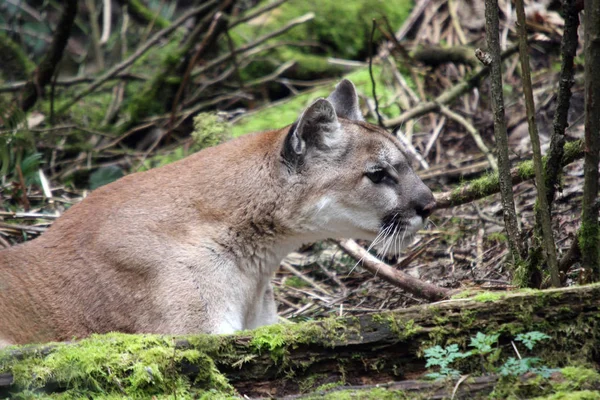 Puma Dağ Aslanı Northwest Trek Wildlife Park Çekilen Fotoğraf — Stok fotoğraf