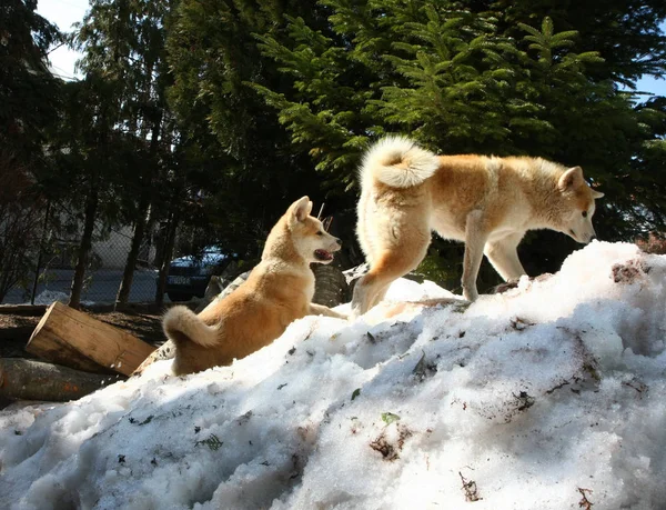 언덕을 아키타 여성과 강아지 — 스톡 사진