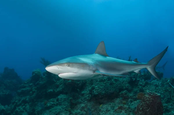 Caribbean Reef Shark Carcharhinius Perezi Swims Reef Clear Blue Water — Stock Photo, Image