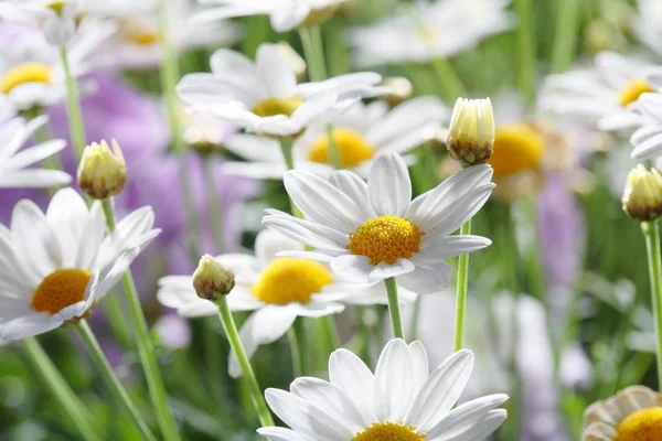 Wczesne Lato Kwiaty Krótka Głębia Ostrości — Zdjęcie stockowe