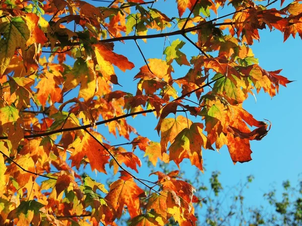五颜六色的秋叶在清澈的蓝天上拍摄的特写画面 — 图库照片