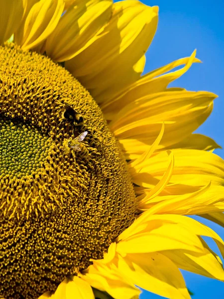 Honungsbi Täckt Pollen Solros — Stockfoto