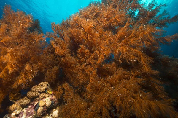 Відправлення Чорного Корала Червоному Морі — стокове фото