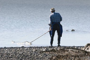 Start of the whitebaiting season, Haumoana, New Zealand. clipart