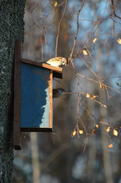 巣箱の上に座っている2羽の小鳥 — ストック写真