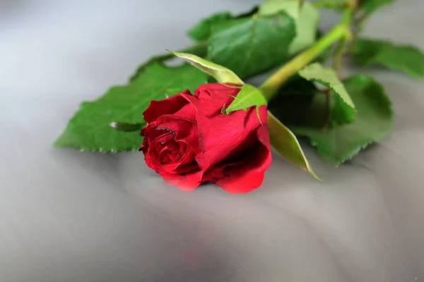 Rosa Roja Niebla —  Fotos de Stock