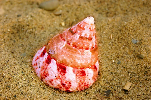 湿った砂の上の螺旋色の海の貝殻のクローズアップ — ストック写真