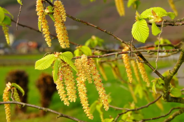 Fleurs Cornbeam Jaune Avec Vert Vif Jeunes Feuilles Macro — Photo