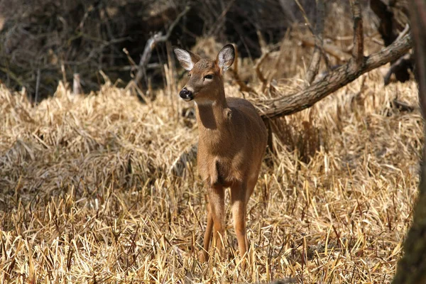 Witstaarthert Odocoileus Virginianus Moeras Gras Laat Winter — Stockfoto