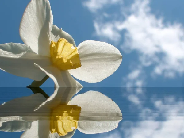 Цветок Фоне Неба Нарцисс — стоковое фото