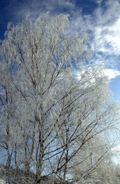 Árbol Nevado Noruega — Foto de Stock