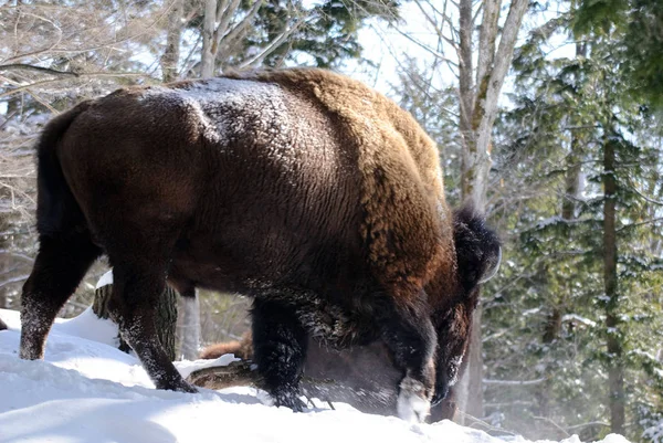 Divoké Bison Zimě — Stock fotografie