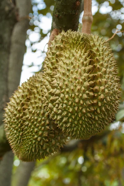 Primer Plano Durian — Foto de Stock