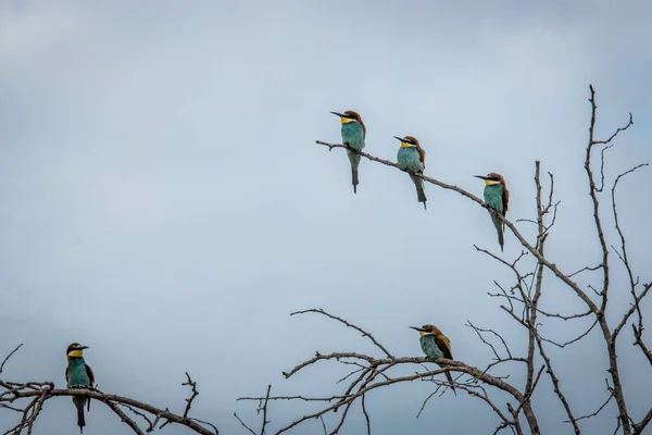 Cinco Abelhas Europeias Sentadas Uma Filial Parque Nacional Kruger África — Fotografia de Stock