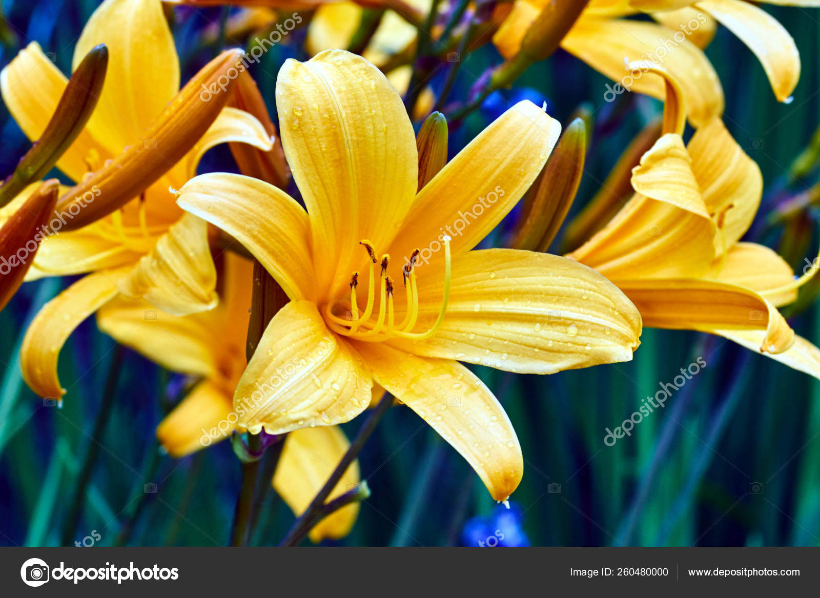Flor Lirio Amarillo Jardín Después Lluvia: fotografía de stock © YAYImages  #260480000 | Depositphotos