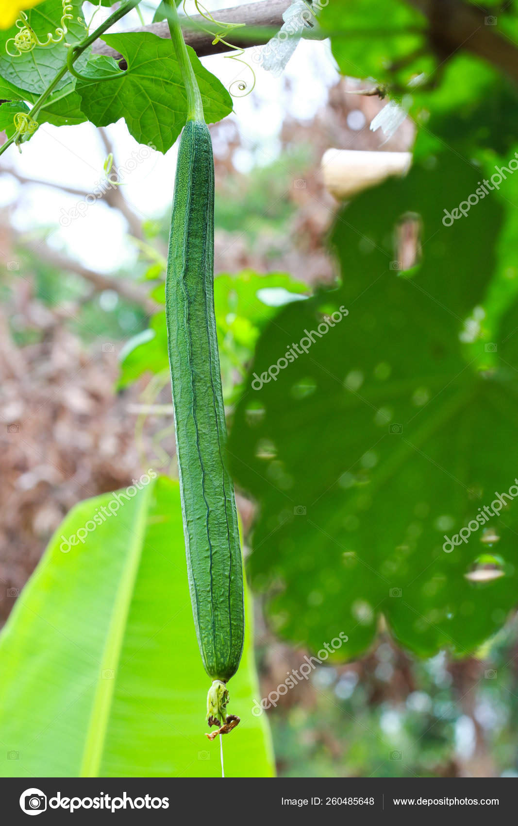 Snake Gourd Images Royalty Free Stock Snake Gourd Photos Pictures Depositphotos