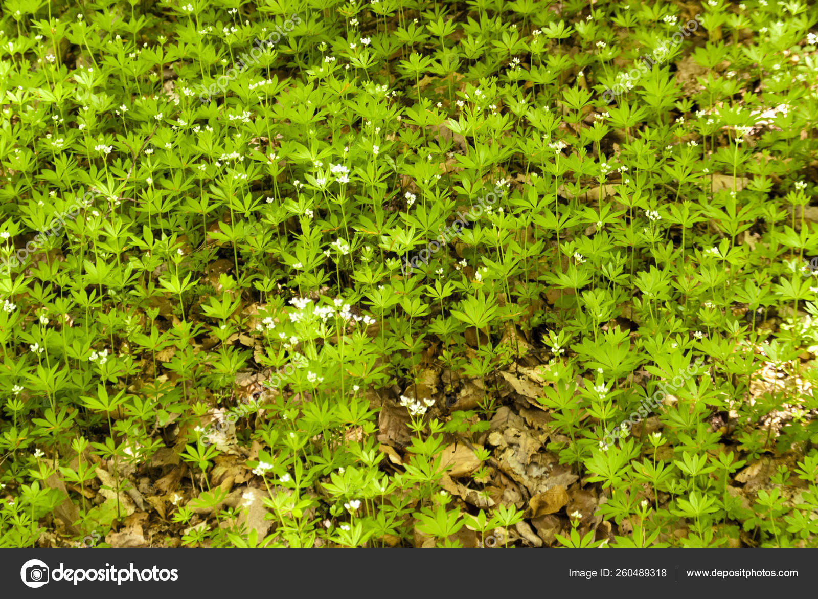 Woodruff Forest Germany Stock Photo by ©YAYImages 260489318