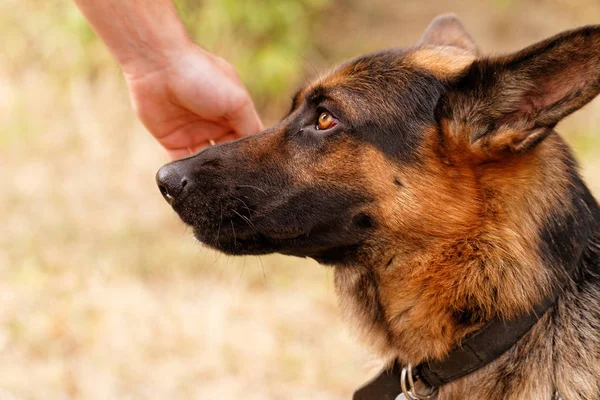 Photo Friendly German Shepherd Dog — Stock Photo, Image