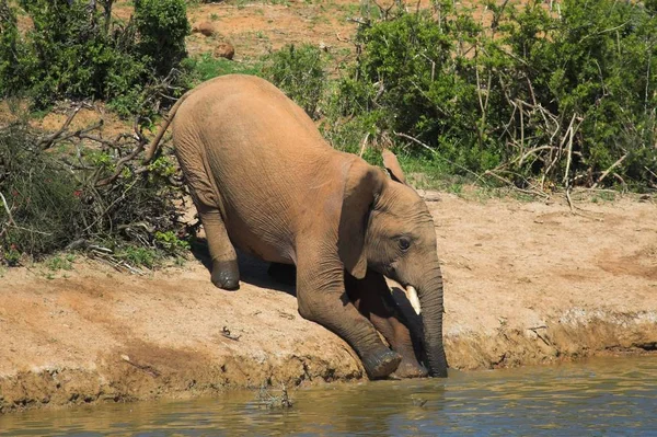 Elefante Inclina Para Acercarse Agua —  Fotos de Stock