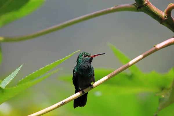 Hummingbird Canivet Jest Emerald Chlorostilbon Canivetii Siedząc Oddziale Nikaragua Dobrze — Zdjęcie stockowe