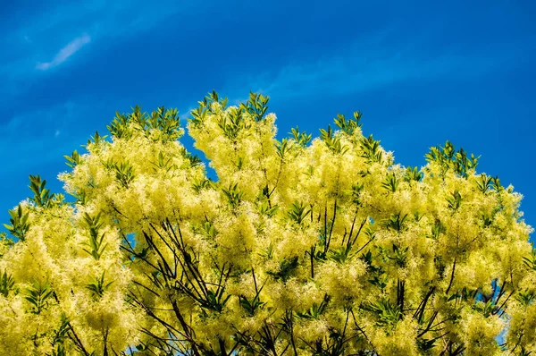 Fioriture Bianche Pelose Pendono Sui Rami Dell Albero Frangia Chionanthus — Foto Stock