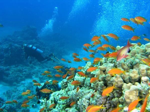 Buceador Arrecife Coral Mar Rojo —  Fotos de Stock