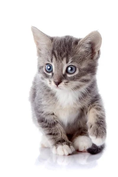 Gatinho Listrado Cinzento Gatinho Listrado Com Olhos Azuis Gatinho Sobre — Fotografia de Stock