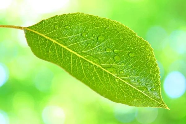 美丽的花卉复制空间 — 图库照片