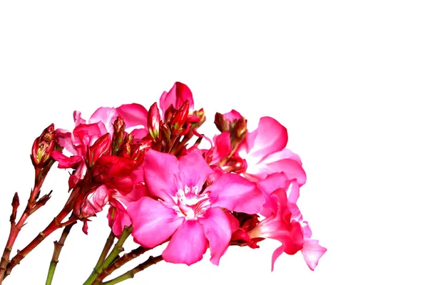 Rosa Blumen Schöner Floraler Hintergrund — Stockfoto