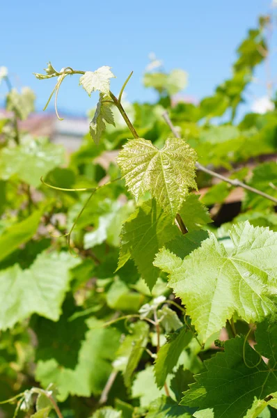 Close Van Nieuwe Druivenranken Lente — Stockfoto