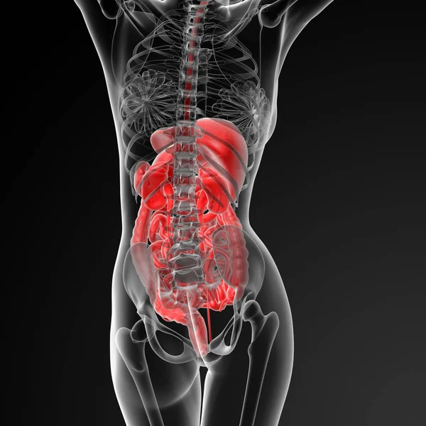 Render Ilustración Del Sistema Digestivo Femenino Vista Posterior — Foto de Stock