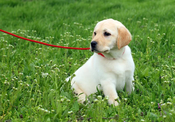 Bom Cachorro Labrador Amarelo Grama Verde Primavera — Fotografia de Stock