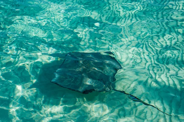 Stingray Městě Stingray City Grand Cayman — Stock fotografie