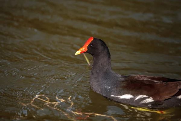 Wspólne Kokoszka Gallinula Chloropus Marsh Parku Jezior Fort Myers Florydzie — Zdjęcie stockowe