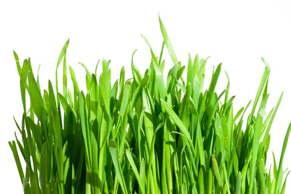 Świeże Zielone Trawy Izolowane Białym Tle — Zdjęcie stockowe