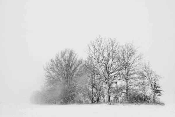 Árvores Uma Tempestade Neve Destacam Contra Céu Branco Terra Coberta — Fotografia de Stock