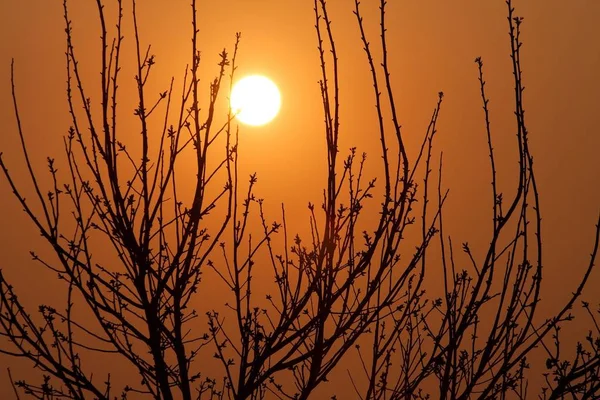 Siluetas Rama Desnuda Contra Cielo Del Atardecer — Foto de Stock