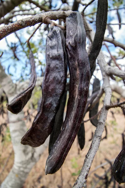 Close View Bunch Carob Fruits Hanging Tree — Stock Photo, Image