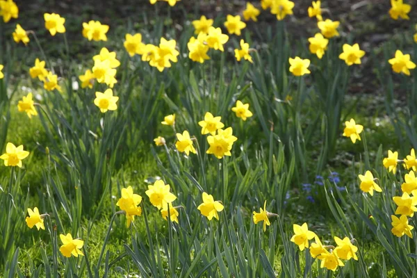 Hermosos Narcisos Brillantes Flora —  Fotos de Stock