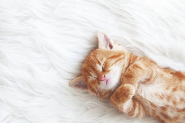 Cute little red kitten sleeps on fur white blanket clipart