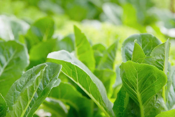 Hydroponics Vegetable Farm Close — Stock Photo, Image