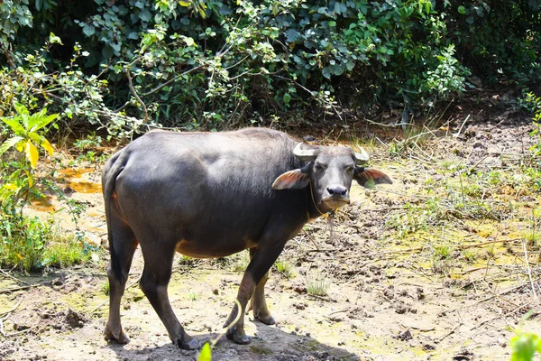 Black Buffalo Animal Fauna — Stock Photo, Image