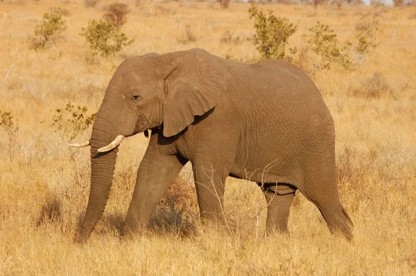 Primer Plano Del Elefante Africano —  Fotos de Stock